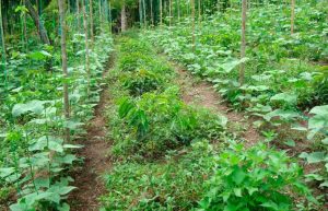 Agricultura: proyecto busca proteger el suelo y agua de Risaralda