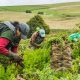 La crisis económica en el campo colombiano se está agudizando