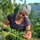 Tolima: Plan de Extensión Agropecuaria beneficiará a 14,770 productores
