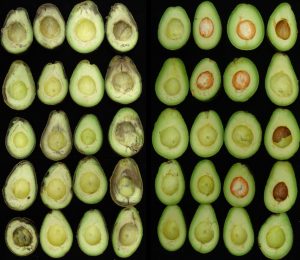 Paltas para mercados distantes, SmartFresh ayuda a llegar hasta los consumidores finales con fruta de máxima calidad