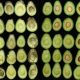 Paltas para mercados distantes, SmartFresh ayuda a llegar hasta los consumidores finales con fruta de máxima calidad