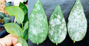 El oídio del arándano afecta a cuatro zonas productoras del país