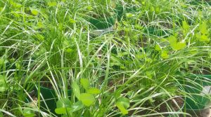 Revelan positivo efecto de integración de bacterias endófitas para el desarrollo de las plantas