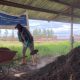 Proyecto desarrollará compost de estiércol para el sector agropecuario