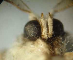 AGROSAVIA identifica una nueva plaga que causa daños en la guayaba