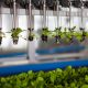 La inversión en empresas Agrifoodtech sumó $ 24 mil millones el primer semestre