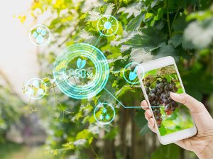Cinco tendencias tecnológicas en el sector agroalimentario en 2020
