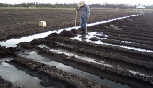Consumo de agua y producción de alimentos