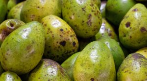 Extracto de cilantro serviría como fungicida para proteger el aguacate de hongos