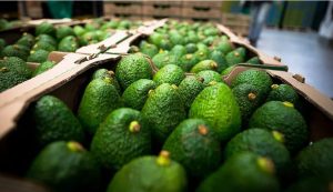 Comisión del Aguacate de California pronostica una caída en la producción de aguacates
