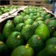 Exportación colombiana de aguacate Hass tendría su primer retroceso tras años de explosivo crecimiento