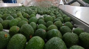 Hass origen Colombia para deleitarse