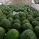 Exportaciones de aguacate Hass registraron un crecimiento de 82,12% en septiembre de 2024
