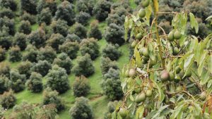 Más de 70 predios de Antioquia obtendrán certificado para exportar aguacate Hass