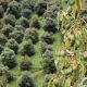 Más de 70 predios de Antioquia obtendrán certificado para exportar aguacate Hass