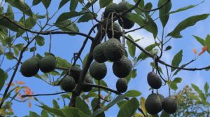 Palta ecuatoriana obtiene vía libre para llegar a Estados Unidos