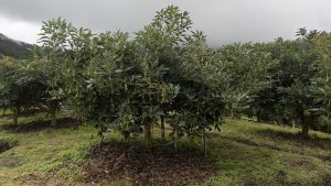 La estrategia de Innovak para promover equilibrios y favorecer la dinámica radicular con alzas productivas de hasta 30%