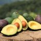 Optan por la criogenización para la preservación del aguacate