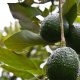 Australia anuncia un incremento del 100% en la producción de aguacate
