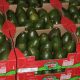 Gigante de la palta Westfalia expande sus operaciones a la India