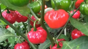 Ají habanero, una alternativa más resistente a la sequía y al ataque de plagas