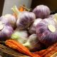 Exportadores de ajo apuntan a más mercado