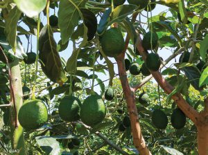 Agrícola Alaya y las ventajas de producir paltos en Olmos