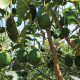 Agrícola Alaya y las ventajas de producir paltos en Olmos