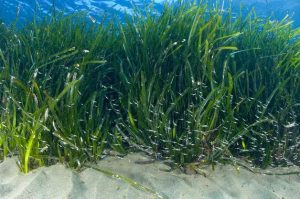 Productividad que viene desde el mar