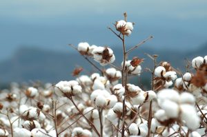 España: autorizan el uso de tidiazurón en el cultivo del algodón
