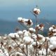 España: autorizan el uso de tidiazurón en el cultivo del algodón