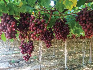 Primer balance positivo en envíos de uva de Mesa a Japón con alrededor de 2.000 toneladas