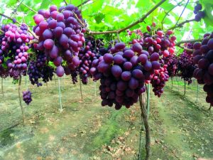 Una respuesta a los mercados más sofisticados