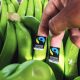 Empresa holandesa que apuesta por el comercio justo de bananas