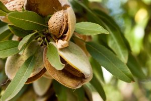 Nuevas variedades de almendras españolas