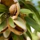 Nuevas variedades de almendras españolas