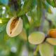Menor producción de almendras de California elevaría los precios en 50%