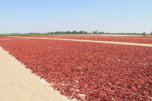 La urgencia de contar con un ‘Plan Nacional de Capsicum’