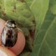 Avances en la identificación de las especies de escarabajos que afectan a cultivos como el arándano
