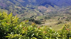 Cómo la palta tiñe de verde la región colombiana de Antioquia