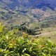 Cómo la palta tiñe de verde la región colombiana de Antioquia