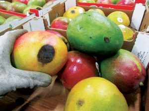 Recomiendan podas y fungicidas cúpricos para hacer frente a la antracnosis en la campaña actual de mango