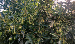 Microorganismos combatirían hongos dañinos en cultivos de aguacate y maracuyá