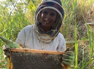 Fomentan los programas de apicultura como modelo de producción sostenible