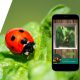 Aplicación permite reconocer insectos presentes en los cultivos de Chile