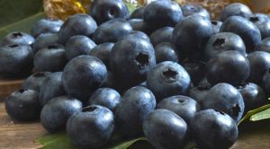 La renovación genética con que Perú busca aumentar su liderazgo en la exportación de arándanos