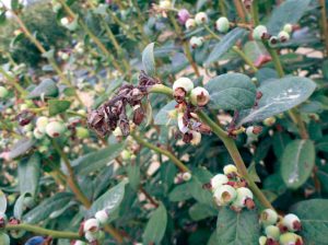 Andrés France: “Lasiodiplodia es el principal problema en el arándano”