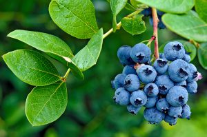 Proarándanos: Más producción, más ventas, más mercados y mejor logística interna