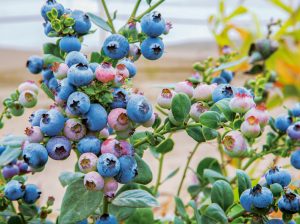 Inka’s Berries sumará tres nuevas variedades premium de arándanos el próximo año