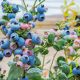 Inka’s Berries sumará tres nuevas variedades premium de arándanos el próximo año